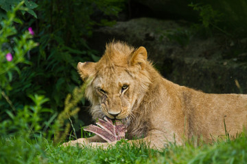 Löwe (Panthera leo)