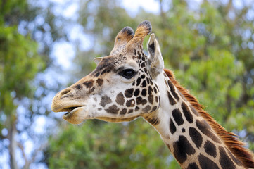 giraffe