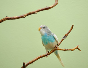 budgie