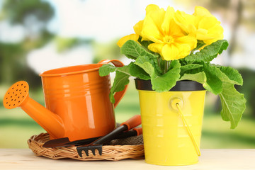 Beautiful yellow primula in flowerpot