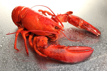 Red lobster on grey background