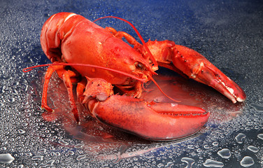Red lobster on blue background