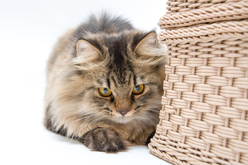 Persian Cat Behind the Basket