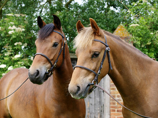 Head Shot of Two Ponies