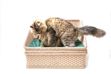 Fat Thai Cat Playing with Persian Cat on the Bed