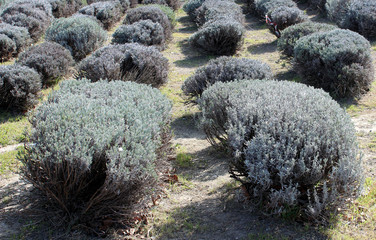 profumo di lavanda