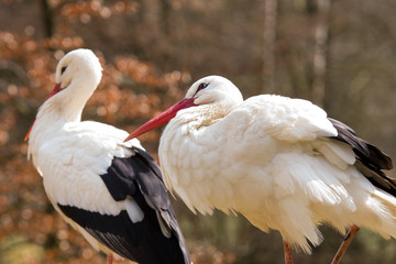 White Stork Couple