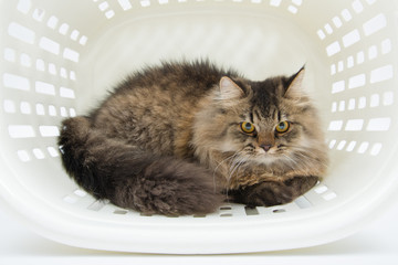 Persian Cat in the Basket
