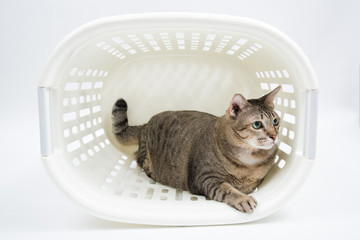 Fat Thai Cat inside the Basket