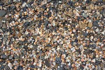 Shells And Pebbles On A Beach