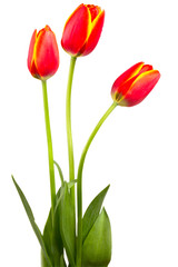 Three red tulips