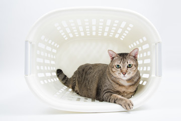 Fat Thai Cat lay inside the Basket