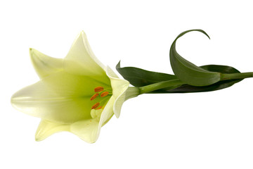 White lilly flower