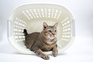 Fat Thai Cat lay inside the Basket