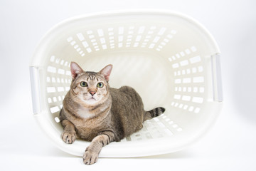 Fat Thai Cat lay inside the Basket