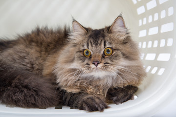 Persian Cat in the Basket