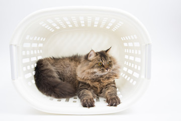 Persian Cat inside the Basket