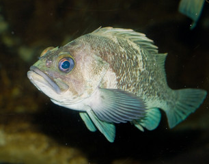 Fish on Display in a Salt Water Aquarium