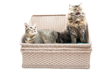 Fat Thai Cat and Crying Persian Cat on the bed together