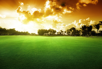 trees on the field of grass and sunset