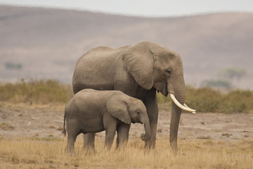 Fototapeta na wymiar Słoń i jego łydki w Savannah