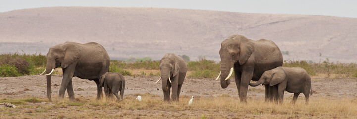 Naklejka premium Group of Elephants