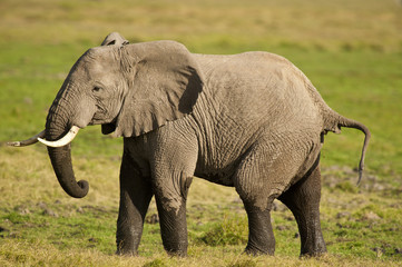 Fototapeta na wymiar Słoń w Savannah