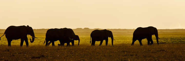 Fototapeta na wymiar Group of Elephant seens backlit
