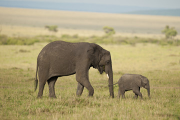 Elephant and its Calf in the Savannah