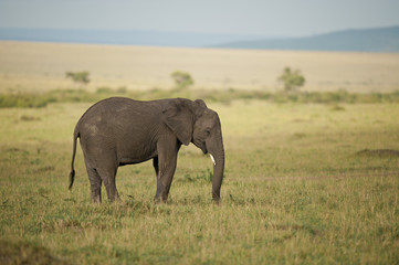 Elephant in the Savannah