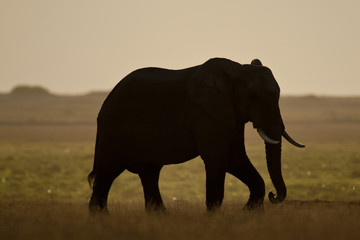 Fototapeta na wymiar Elephant seen backlit