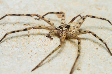 Giant House Spider