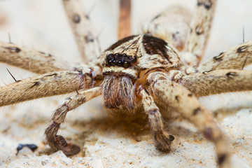 Giant House Spider