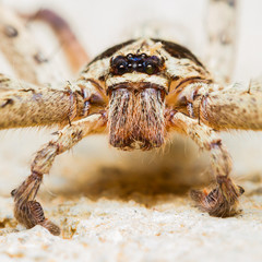 Giant House Spider