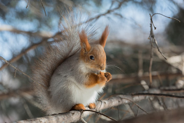 Squirrel that eateth up the nuts