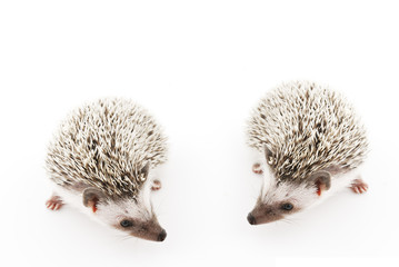 african pygmy hedgehog © momo5287