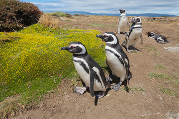 Magellanic penguin, Atlantic Coast, Patagonia