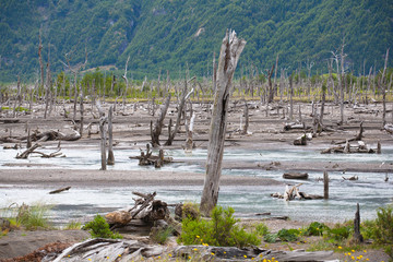Landscape with dead trees, Patagonia