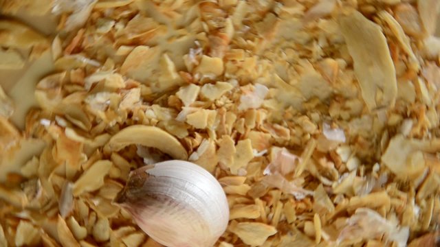 Allium sativum Garlic Aglio 마늘 Ajo