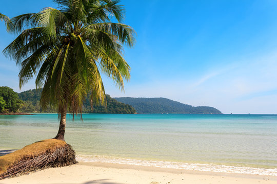 Beautiful palm tree on a tropical island beach