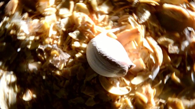 Allium sativum Garlic Aglio 마늘 Ajo