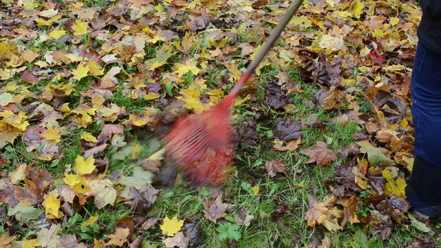 woman rake colorful autumn maple tree leaf