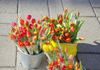 tulip flowers in street market