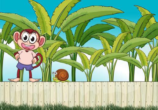A monkey and a snail above the fence
