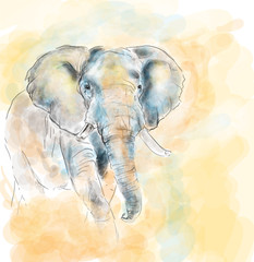 Fototapeta premium Elephant aquarelle painting imitation