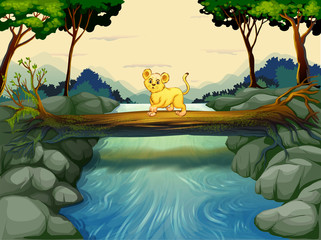 A young tiger crossing the river