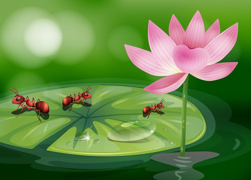 The three ants above the waterlily plant