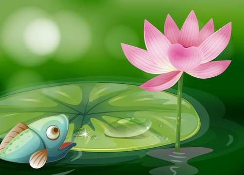 A fish with a waterlily and a flower at the pond