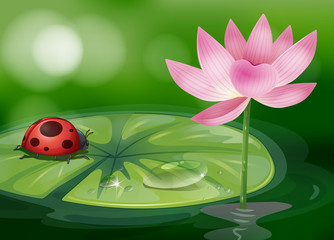 A waterlily with a red bug