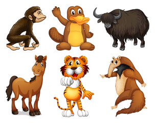 Fototapeta premium Six different kinds of four-legged animals